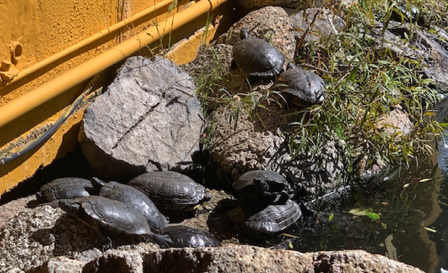 Mar 23 - Turtles at El Encanto Restaurant in Cave Creek, AZ